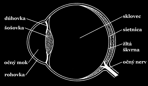vodorovn rez okom (pohad zhora)